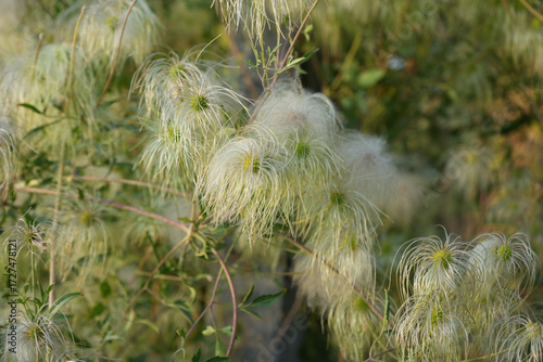 Close-up of fluffy seed heads of Clematis vitalba (Old Man Beard) with delicate silky texture in soft sunlight, natural background. Wild plant detail for botany, nature, and ecology themes.