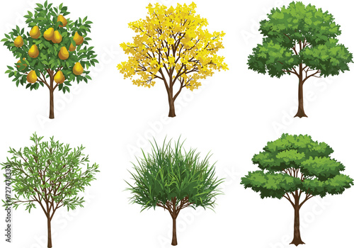 Different types of trees illustration, pear fruit tree with yellow fruits, autumn yellow foliage tree, tropical palm, lush green broadleaf vector