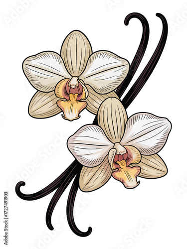 Two delicate vanilla orchids with dark vanilla beans on a white background