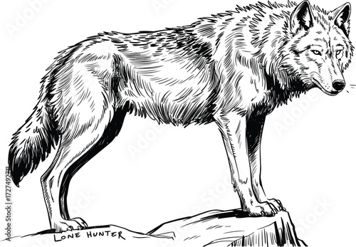 Black and white wolf illustration, standing on rock, realistic fur texture, lone hunter theme, wildlife art, vector drawing, animal sketch