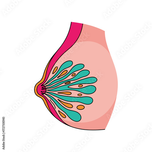 Stylized anatomical illustration of a female breast crosssection with colorful mammary glands and ducts.