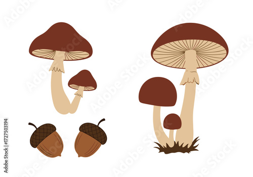 Two groups of mushrooms and two acorns. 