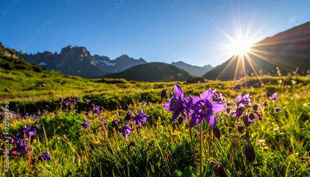 Fototapeta premium A vibrant meadow of purple wildflowers stretches out beneath a majestic mountain range, bathed in the warm glow of a sunrise.