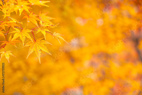 黄色に色づく紅葉　もみじ湖