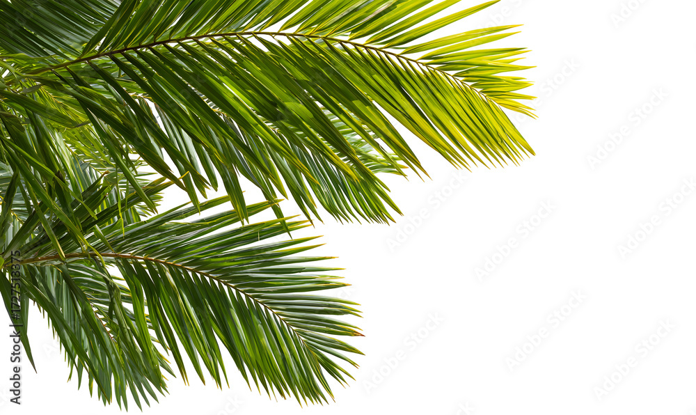 Fototapeta premium Green tropical palm leaf, botanical exotic foliage illustration. Isolated on transparent background.