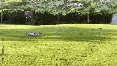 Pigeons Grazing in Park 4K Footage