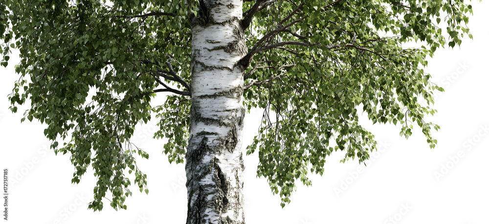 Fototapeta premium Large birch tree, realistic white trunk and leafy crown solitary botanical illustration. Isolated on transparent background.