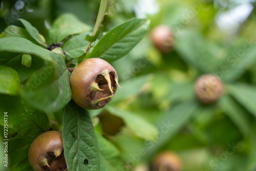 Obraz na plátne A brown medlar fruit grows among green leaves