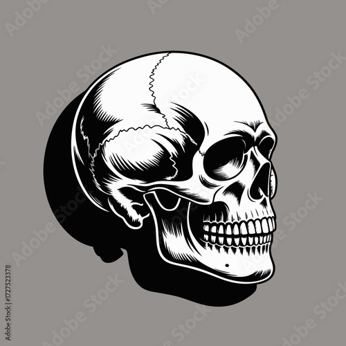 Detailed stylized white human skull against a gray background. Perfect for halloween decorations, medical or educational visual aids, and darkthemed design projects.
