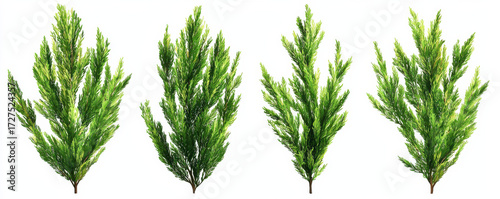 Four realistic green pine branches with detailed textures and vibrant colors