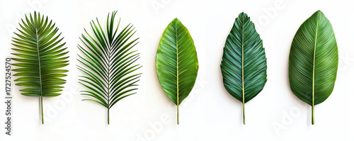 Five different tropical leaves are arranged in row on white background, showcasing their unique shapes and textures