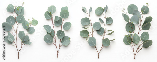 Eucalyptus branches arranged in row on white background, showcasing natural greenery