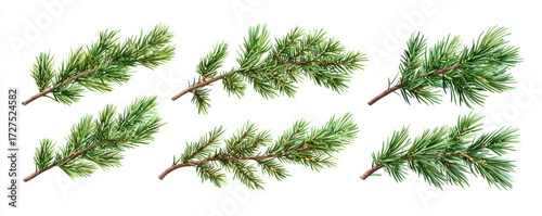 Realistic illustration of six green pine tree branches with detailed needles on white background