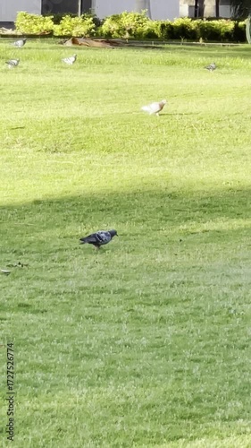 Pigeons in Park 4K vertical Footage