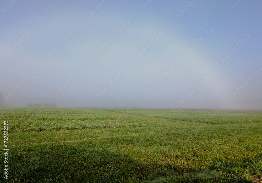 Fototapeta premium A horizontal photo of a green meadow covered with morning fog and a rare fogbow — a pale, rainbow-like arc formed in the mist. A vertical version of this image is also available.