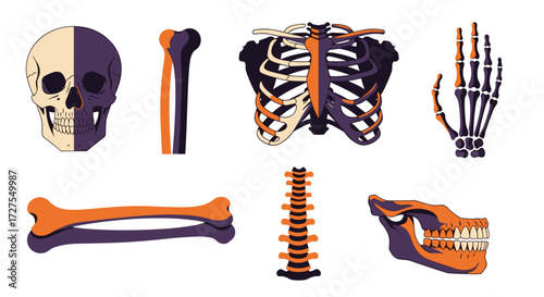 Illustration showing various bones of the human skeletal system