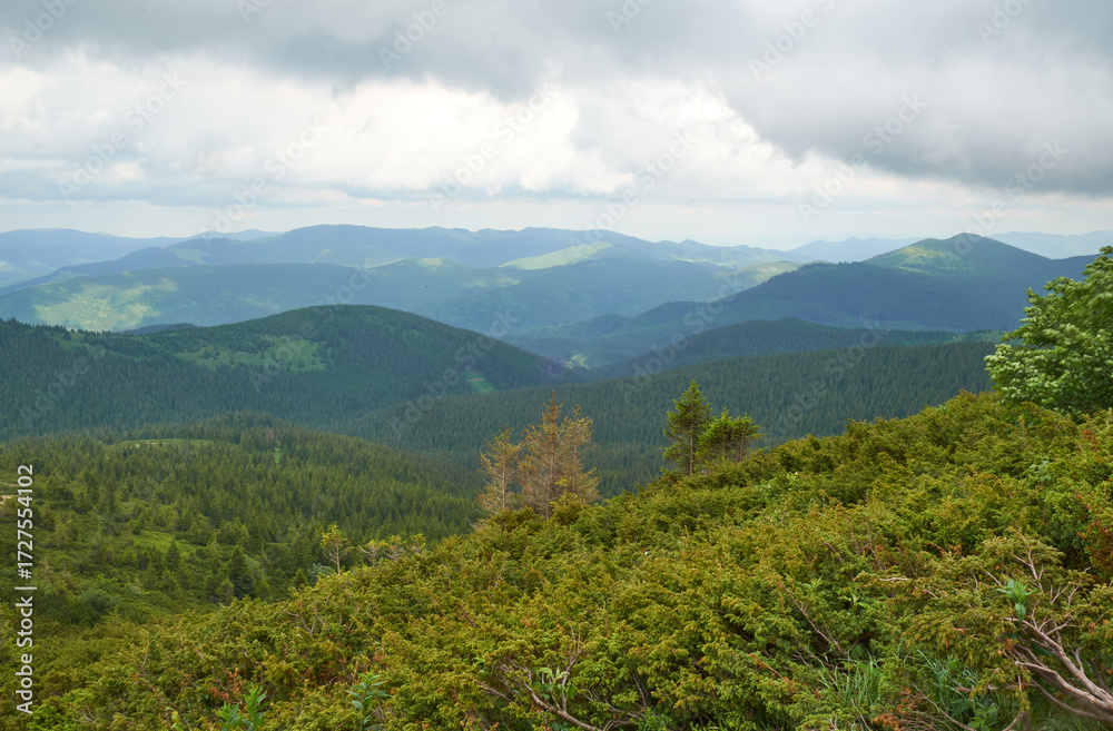 Fototapeta premium Beautiful Carpathian mountains in Ukraine
