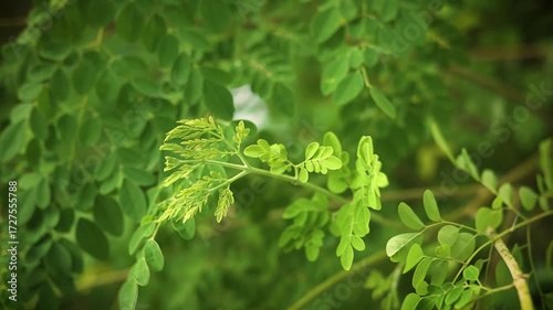 Fresh green leaves of a Moringa tree bathed in sunlight