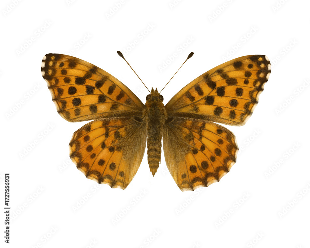 Fototapeta premium Butterfly Issoria Lathonia Realistic Illustration Isolated – Detailed Entomology Clipart for Nature, Floral and Botanical Designs
