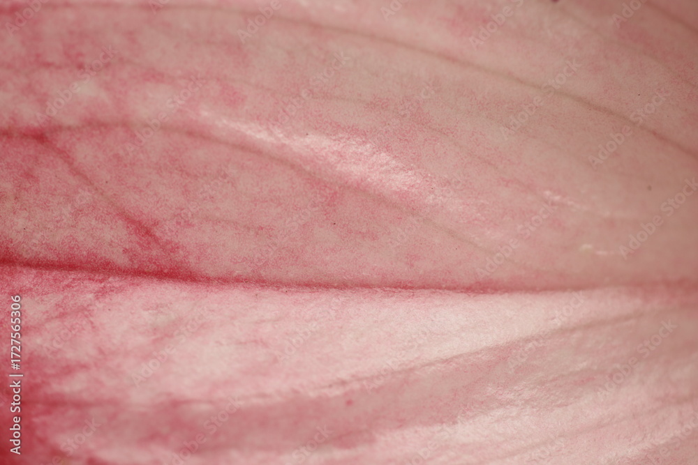 Fototapeta premium Detalhe do espádice de flor de antúrio (Anthurium sp.) em macro, explorando textura e estrutura floral.