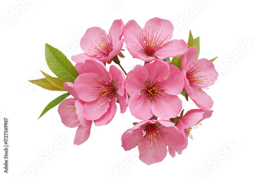 Beautiful pink cherry blossoms isolated PNG, delicate spring flowers on transparent background for design projects and floral compositions