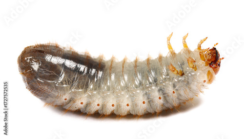 Картината върху платно Larva European rhinoceros beetle isolated on white, Oryctes nasicornis