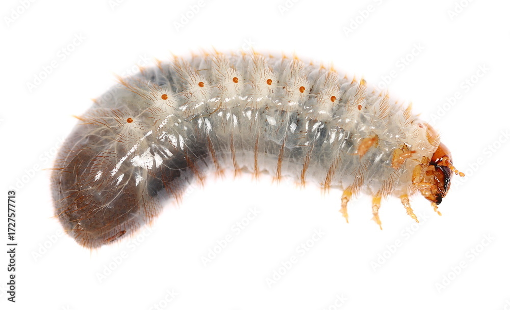 Fototapeta premium Larva European rhinoceros beetle isolated on white, Oryctes nasicornis