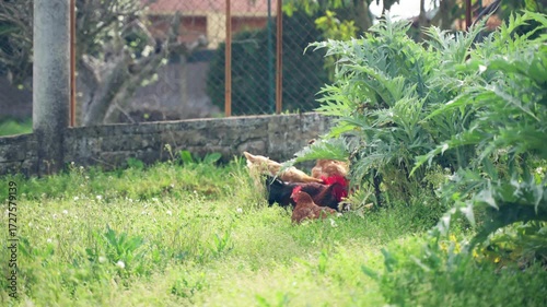 Chicken paddock with rooster grazing on enclosed barnyard with cultivated artichokes bushes, farming animals and plants production concept