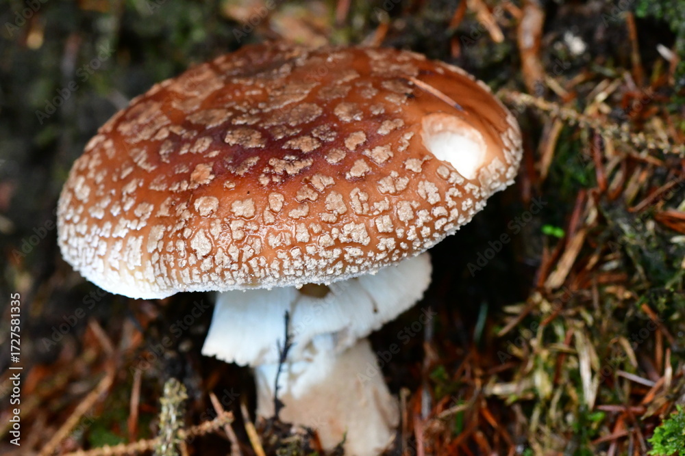 Fototapeta premium Macro photography of mushroom, fungi in the forest