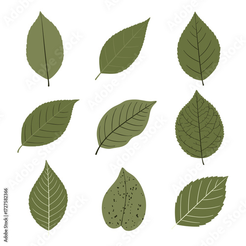 A collection of nine green leaves each with a unique veined pattern.