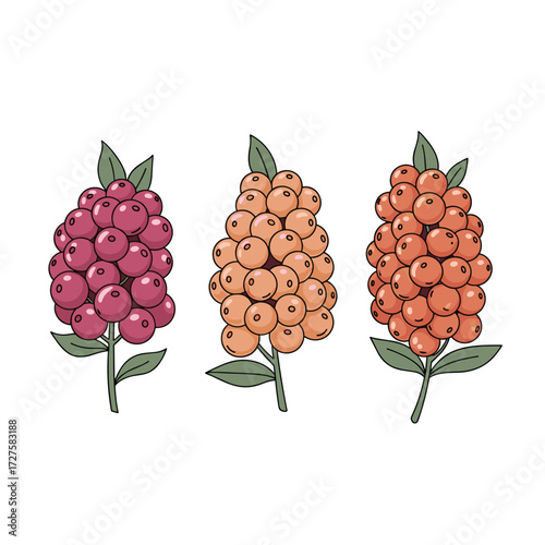 A colorful illustration of three berry clusters on white background.