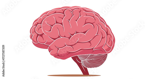 A detailed illustration of the human brain, showcasing its intricate structure and anatomy, isolated on a clean white background for clear focus on the organ