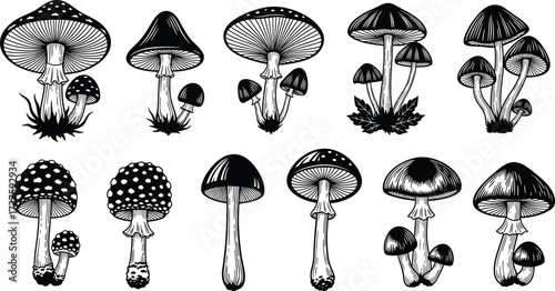 Mushroom silhouette vector set, botanical fungi illustration, black outline style, diverse cap shapes, minimal design, mycology art collection