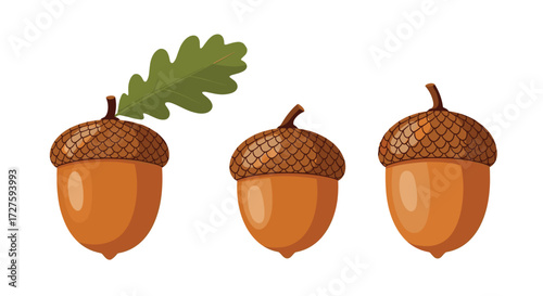 Three acorns and an oak leaf on a white background.