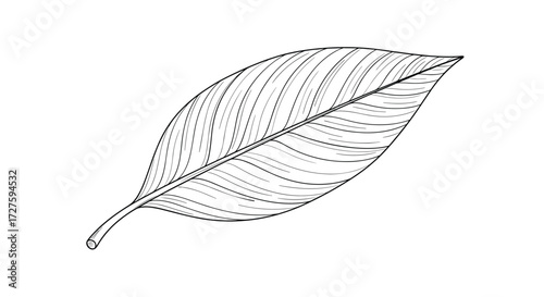 An illustration of a single ovate leaf with a prominent midrib and numerous parallel veins.