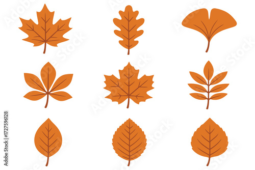 Collection of nine diverse autumn leaves in warm orange tones isolated on white