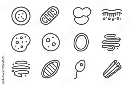 Mitochondrion icons golgi biology vector lysosome cell flagellum cytoplasm nucleus icon apparatus