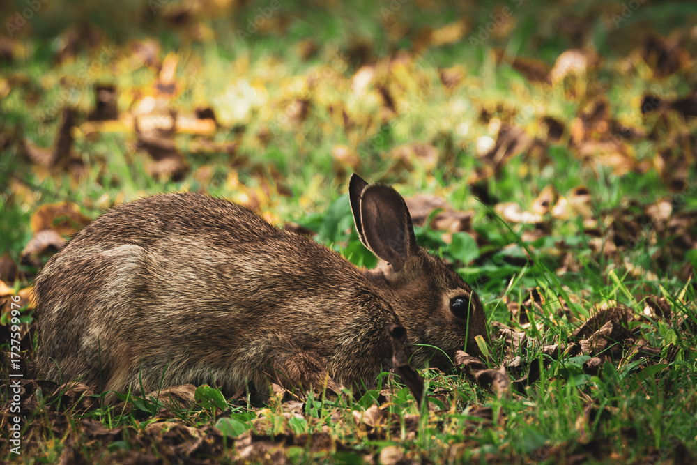 Fototapeta premium rabbit in the grass