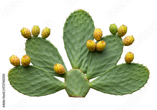 Bild auf Leinwand Prickly pear cactus with fruit isolated on transparent background, opuntia plant