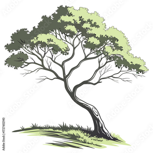 A stylized illustration of a mature tree with a gracefully curved trunk and a lush canopy of green and grey leaves, set against a clean white background with a hint of grassy ground
