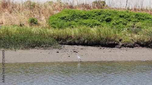 Great White Egret Walking In Petaluma River With Mud And Plants In Background California
