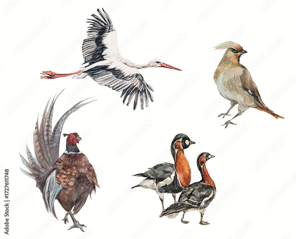 Fototapeta premium Set birds PNG