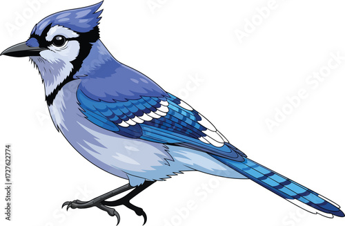 blue jay isolated on white background
