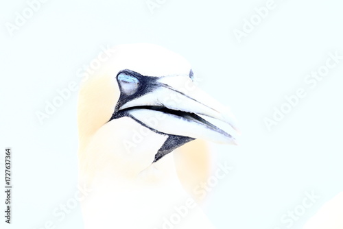 gannet