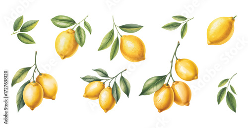 Watercolor lemon branch with green leaves and whole ripe fruit. Fresh yellow lemon and juicy citrus slices in watercolor style.