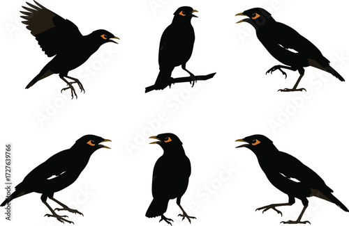 Vector illustration of black common myna birds in various poses, perched, flying, and standing, isolated on white background design