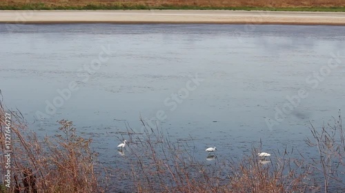 Three Great White Egrets Walking And Feeding In Water With Plants In Foreground Wetlands Petaluma California
