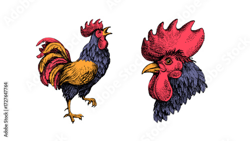Hand drawn farm vector illustration of sketch rooster. Vintage isolated retro set