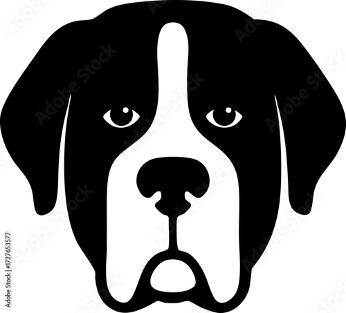 Saint Bernard head front view with massive face and drooping jowls.