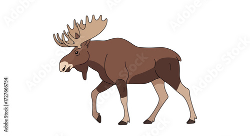 Majestic Brown Moose with Large Antlers Walking Forward.